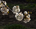 Orchard Blossom 125